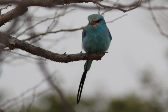 Abyssinian roller in Gambia, February 2012
