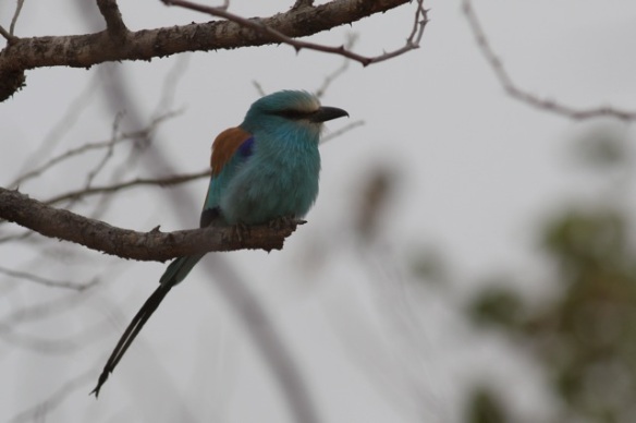Abyssinian roller in the Gambia, February 2012