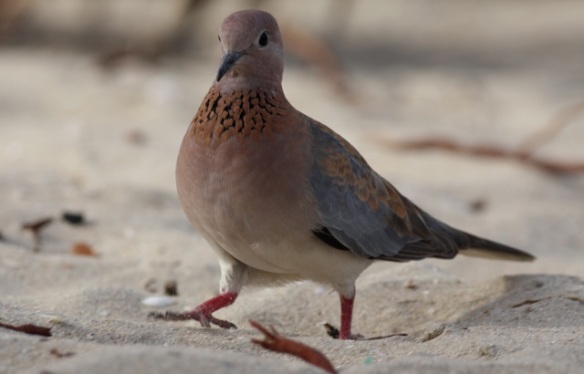 Laughing dove on Kotu beach