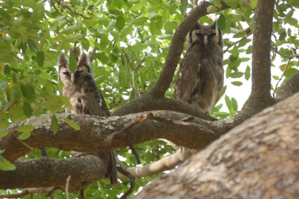 Verreaux' eagle owls, the Gambia, 10 February 2012