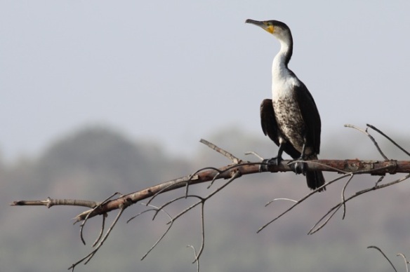 White-breasted cormorant, Gambia river, 11 February 2012