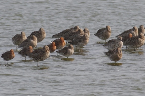 Black-tailed godwits and curlews, Putten near Petten, 17 March 2012