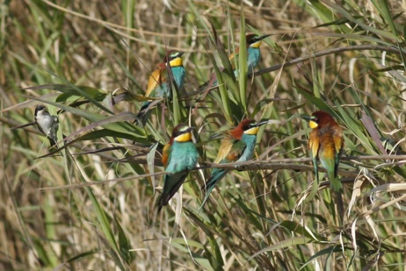Bee-eaters and house martin, Tavira, 13 April 2012