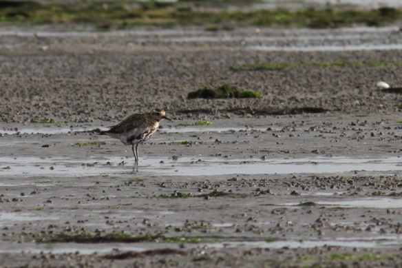 Golden plover with black on its belly, 28 September 2012