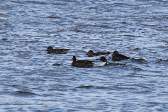 Pintail ducks, 28 September 2012