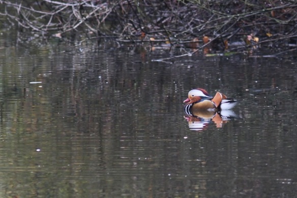 Mandarin duck, 18 November 2012