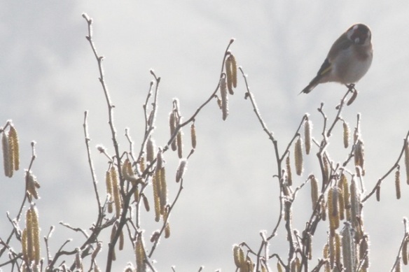 Goldfinch in tree, Ferme aux Grues, 3 March 2013