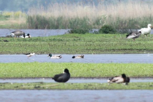 Black-winged stilt, center left, to the left of swimming mallards; also: coot, domestic and gray lag geese, shelduck, 19 May 2013