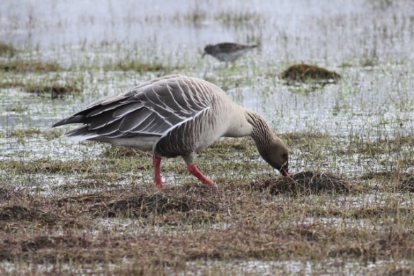 Pink-footed goose and purple sandpiper, Svalbard, 4 June 2013