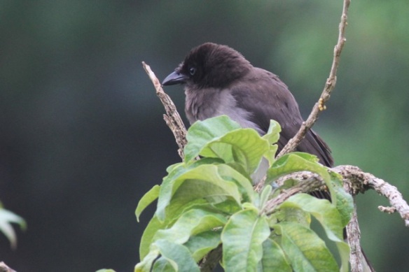 Brown jay, 20 March 2014