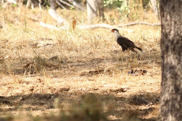 Crested caracara, 21 March 2014