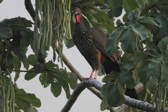 Crested guan, 19 March 2014