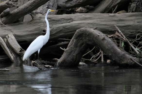 Great egret, 16 March 2014