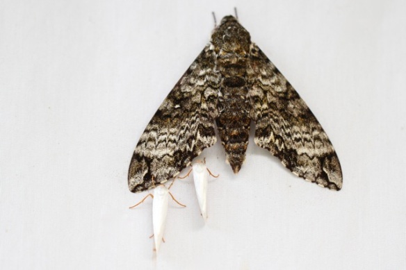 Hawk moth with two smaller moths, 17 March 2014