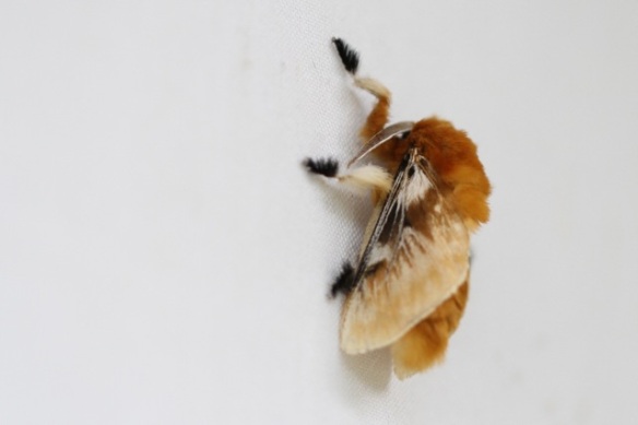 Moth, Costa Rica, 17 March 2014