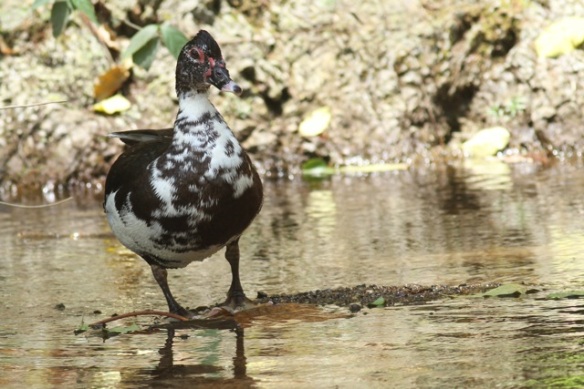 Muscovy duck, 25 March 2014