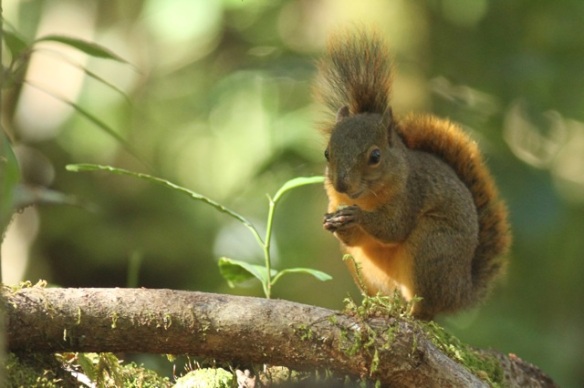 Red-tailed squirrel, 27 March 2014