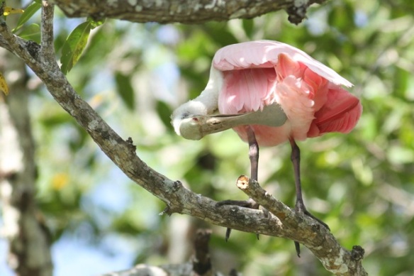 Roseate spoonbill on tree, 25 March 2014
