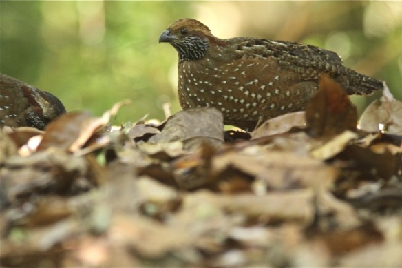 Spotted wood-quail, 27 March 2014