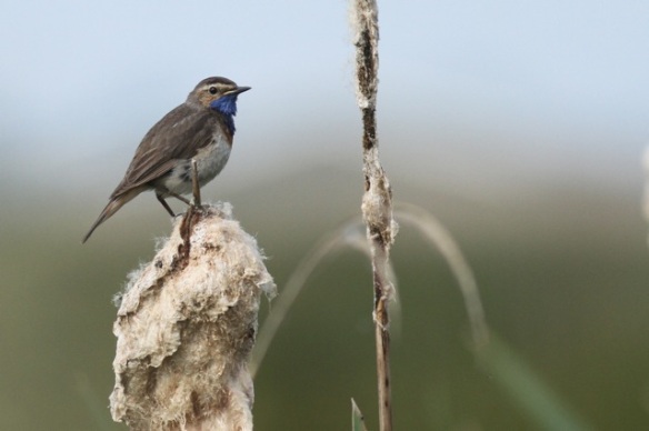 Bluethroat male, Groene Jonker, 1 June 2014
