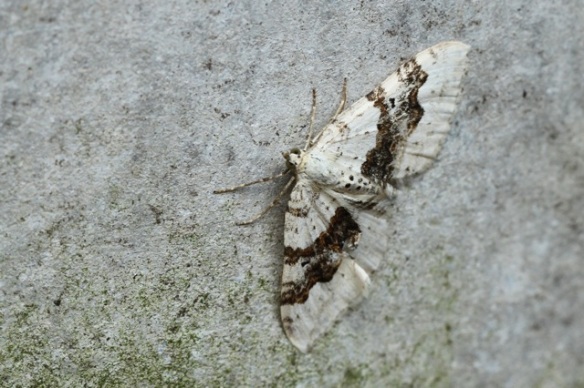 Moth on flower-pot, 8 June 2014