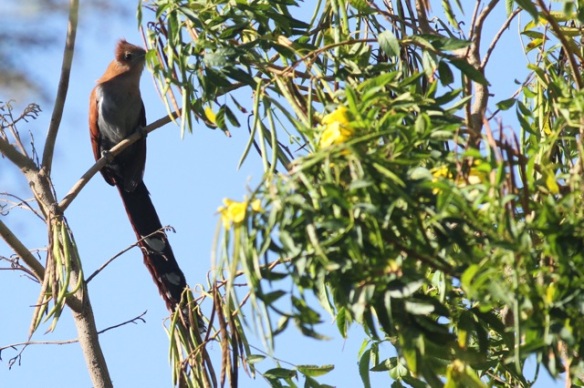Squirrel cuckoo, 29 March 2014