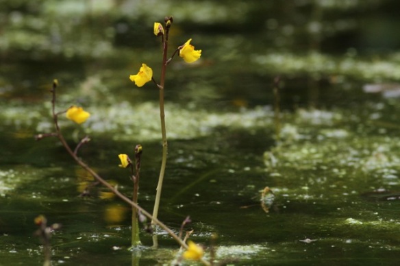 Common bladderwort yellow flowers, 4 August 2014