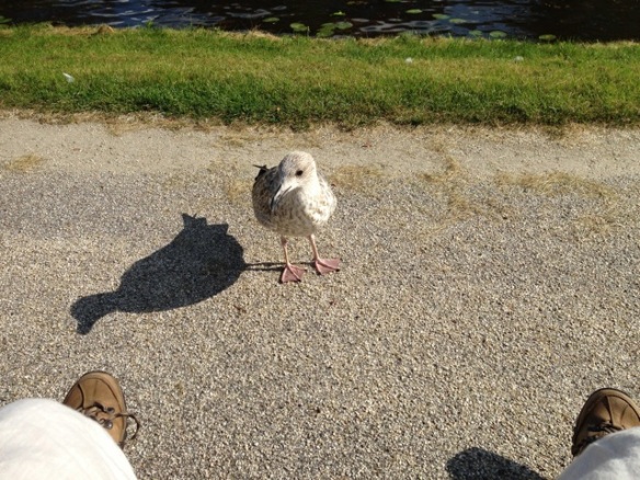 Herring gull, 8 September 2014