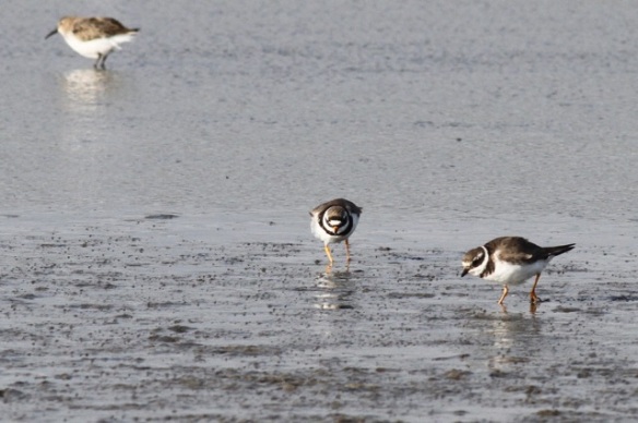 Dunlin and ringed plovers, Wagejot, 7 October 2014