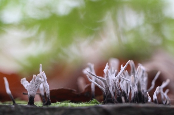 Candlesnuff fungus, on 23 November 2014