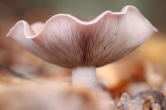 Clouded agaric, on 23 November 2014
