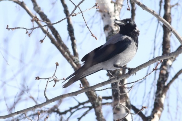 Hooded crow, 12 March 2015