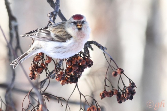 Arctic redpoll, on 14 March 2015