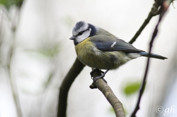 Blue tit, in Anholt, 1 May 2015