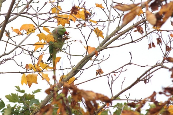 Ring-necked parakeet male, 23 October 2015