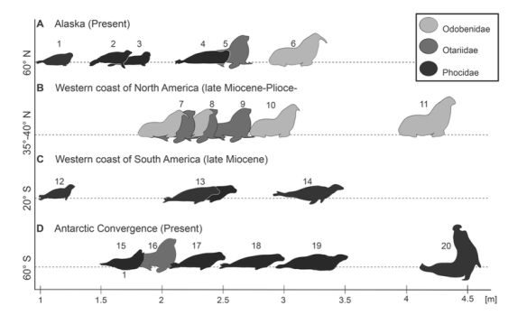 Figure 6, from Valenzuela-Toro et al. (2015) shows the relative size of Australophoca changorum (number 12 in the figure) to other assemblages of fossil and living pinnipeds, from other places (based on latitude) and geologic times