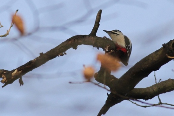 Gooilust, 23 January 2016, great spotted woodpecker