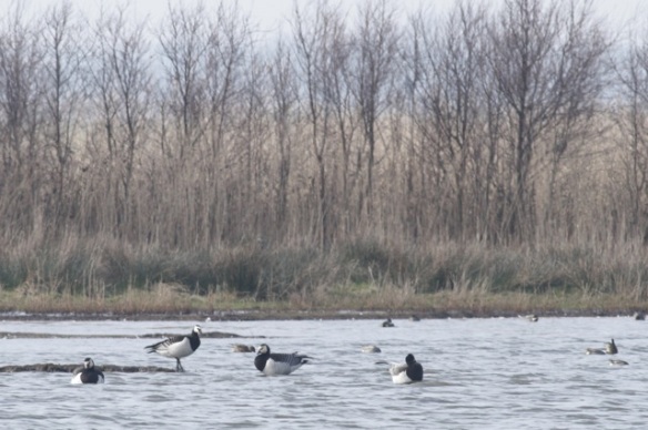 Barnacle geese, on 10 March 2016