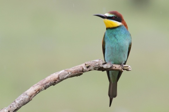 Bee-eater, near Jaraicejo, on 23 April 2016