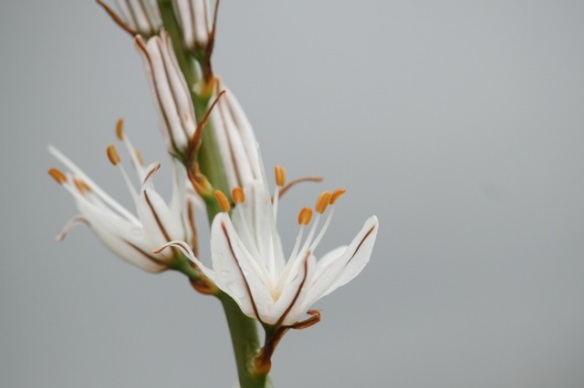 Hollow-stemmed asphodel flowers, 20 April 2016