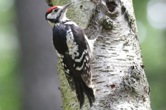 Young great spotted woodpecker, 10 June 2016