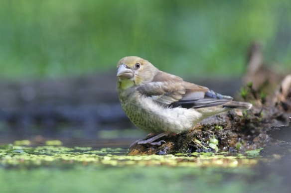 Young hawfinch, morning 10 June 2016