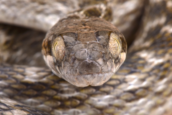 Malagasy cat-eyed snake