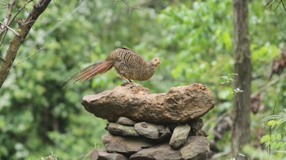 Golden pheasant female, Shaanxi, on 5 April 2018