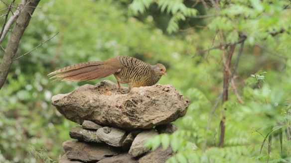 Golden pheasant female on table, Shaanxi, on 5 April 2018