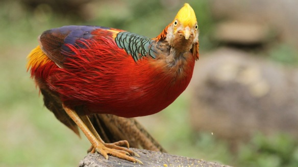 One golden pheasant male, Shaanxi, on 5 April 2018