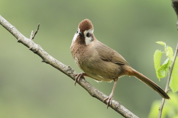 White-browed laughingthrush, 5 April 2018