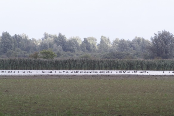 Lauwersmeer, barnacle geese, on 7 September 2018