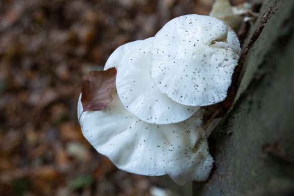 Porcelain fungi, 18 October 2018