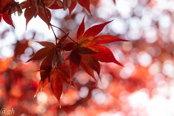 Downy Japanese maple leaves